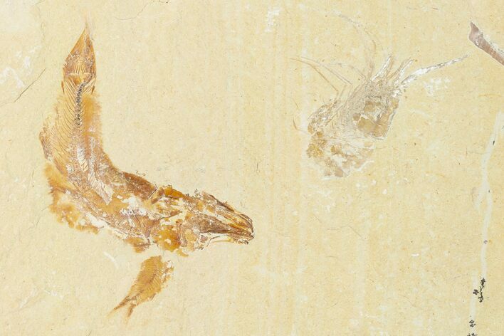 Cretaceous Fossil Fish (Gaudryella) and Shrimp - Lebanon #162783